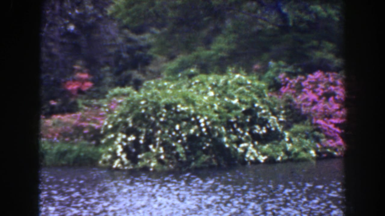 1941 Florida home-movie frame showing rippled lake water, flowering shrubs, dense greenery, and dark film borders.