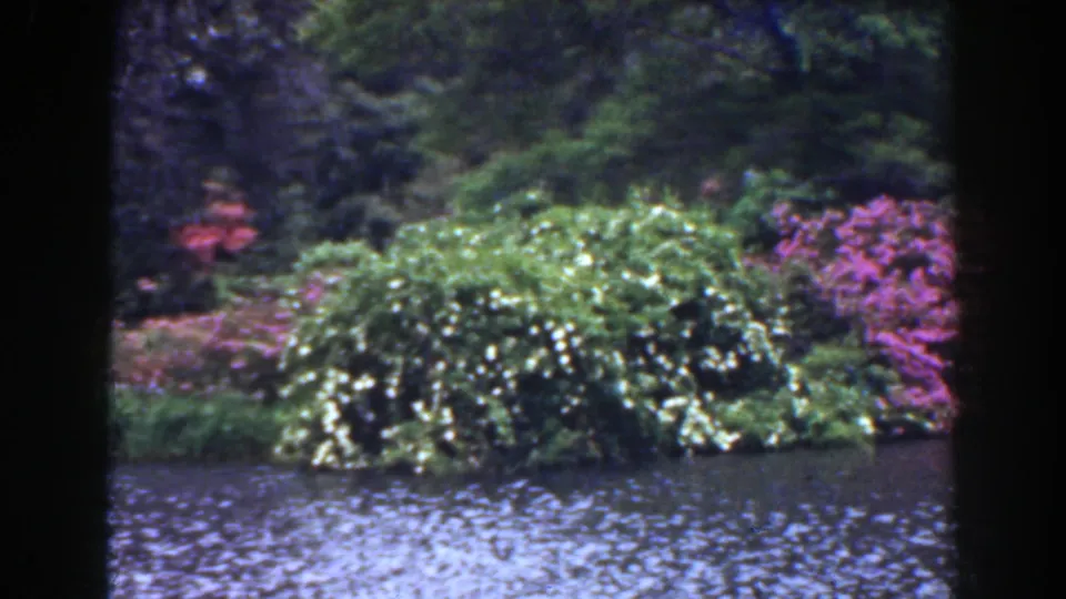 1941 Florida home-movie frame showing rippled lake water, flowering shrubs, dense greenery, and dark film borders.