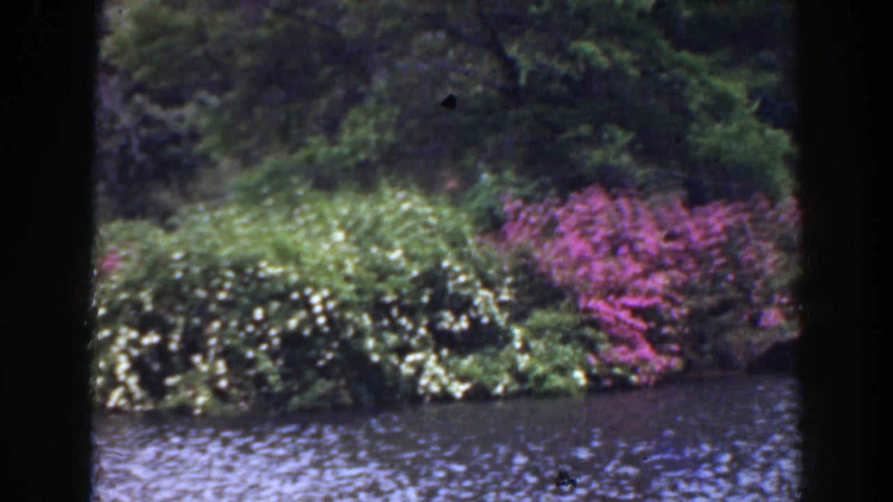 Green and pink shoreline bushes across rippled lake water with trees behind.