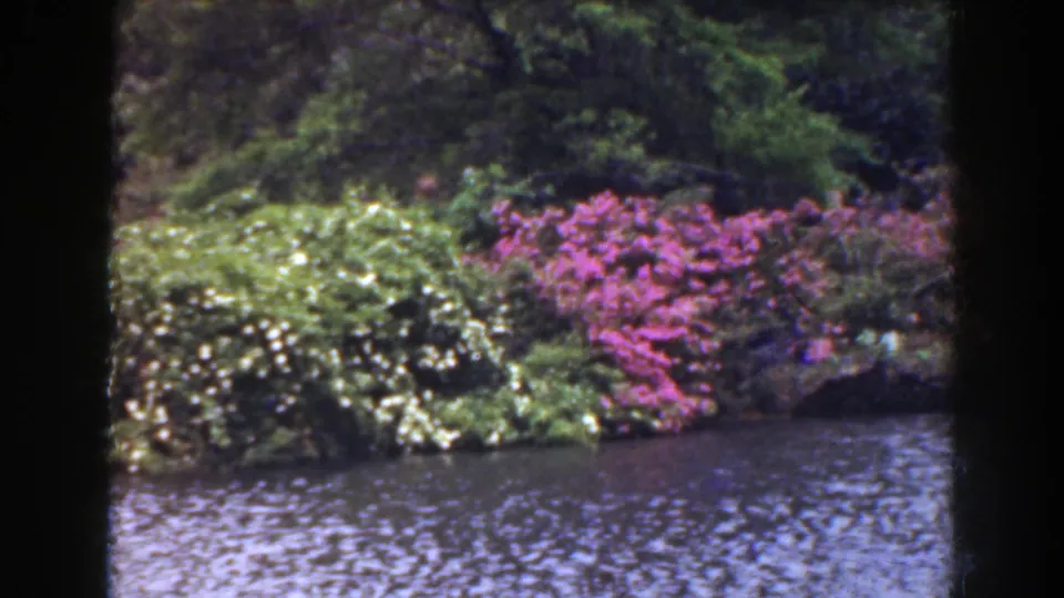 1941 Florida footage frames dense lakeside planting, pink blooms, white flowers, water ripples, and soft 8mm color.