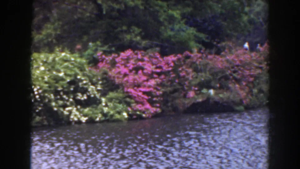 The final frame holds on a Florida lakeside border of pink shrubs, green foliage, dark trees, and shimmering water.