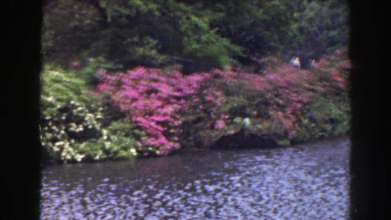 Pink flowering bushes and trees line a rippled waterway, with dark film borders at the sides.