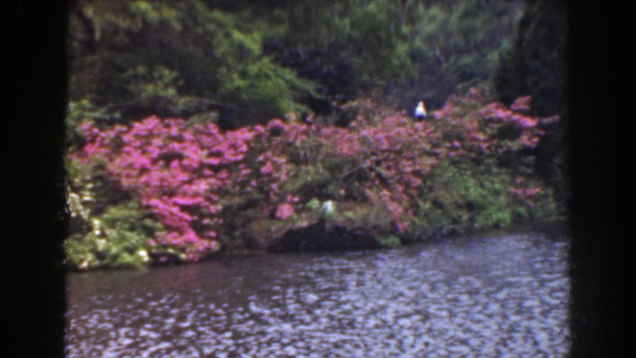 1941 Florida 8mm frame of pink riverbank flowers and trees, with a small distant person-like figure near the upper bank.