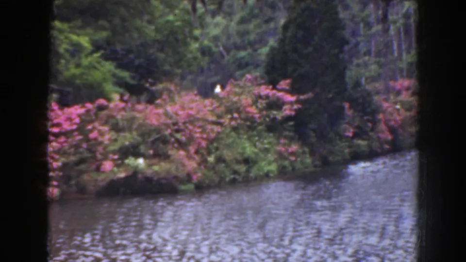 1941 Florida 8mm view across water toward pink flowers, green shrubs, and tall trees in a wooded setting.