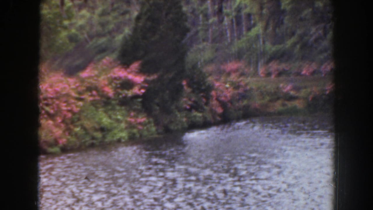 Rippling water bordered by trees and pink flowering shrubs.