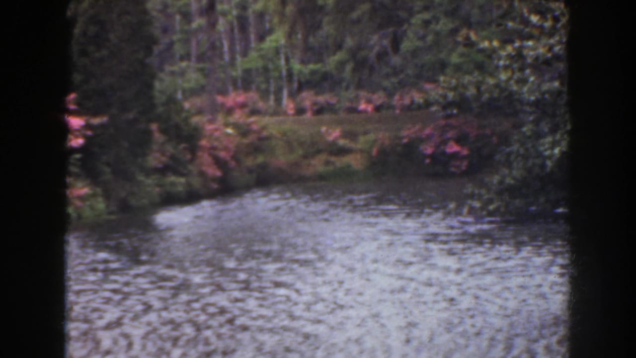 Calm water with wooded shoreline and pink blooms in the background.