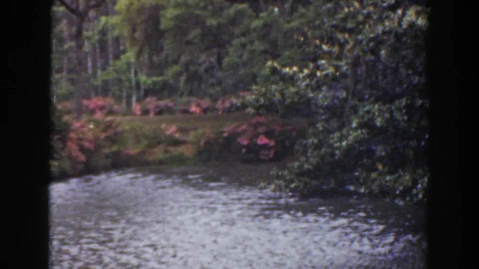 1941 Florida 8mm frame showing a curved waterside view with dense foliage, pink shrubs, and shaded trees.