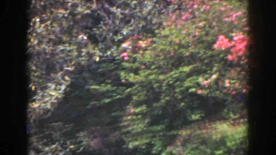 1941 Florida home-movie frame focusing on leafy shrubs and pink flowers near a park-like water feature.