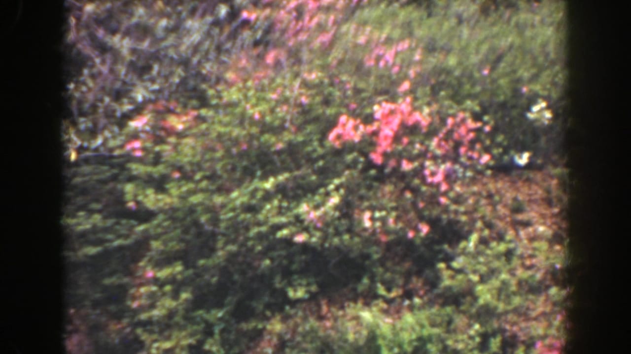 Pink flowers and green shrubs in a softly focused garden bed.