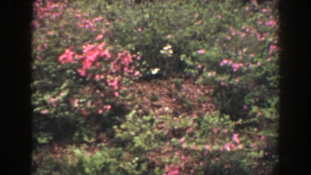 Garden bed with clusters of pink flowers and leafy shrubs.