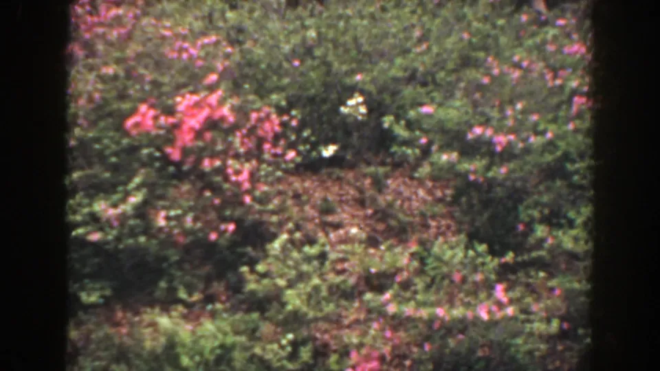 1941 Florida garden footage frame with pink flower clusters, green foliage, and uneven soil visible through the soft 8mm image.