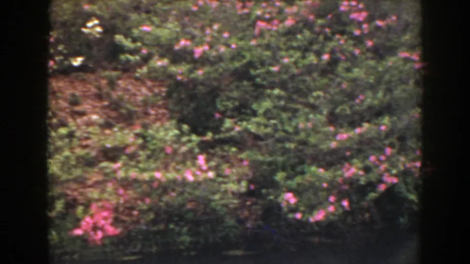 1941 Florida home-movie still showing pink blossoms scattered through dense green shrubs and shaded garden growth.