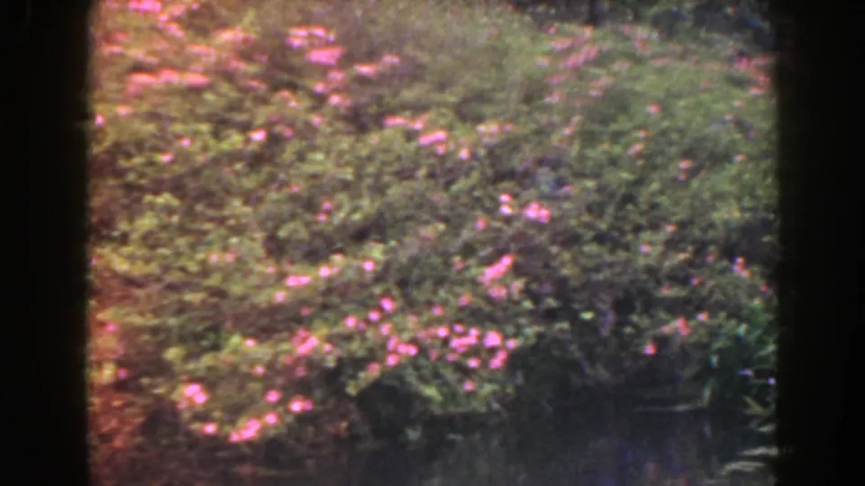 Final 1941 Florida garden frame with soft-focus pink flowers, dense foliage, and slight exposure variation in the 8mm scan.