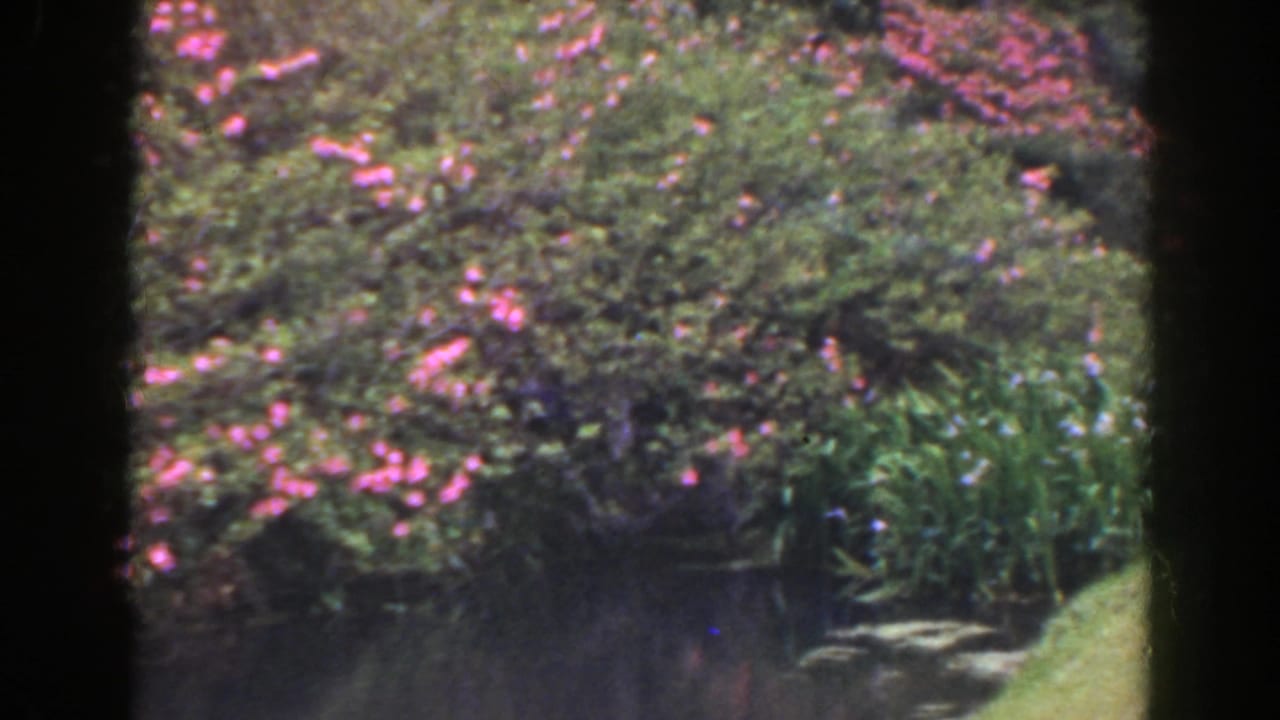 Pink flowering shrubs and greenery beside a shadowed garden path.