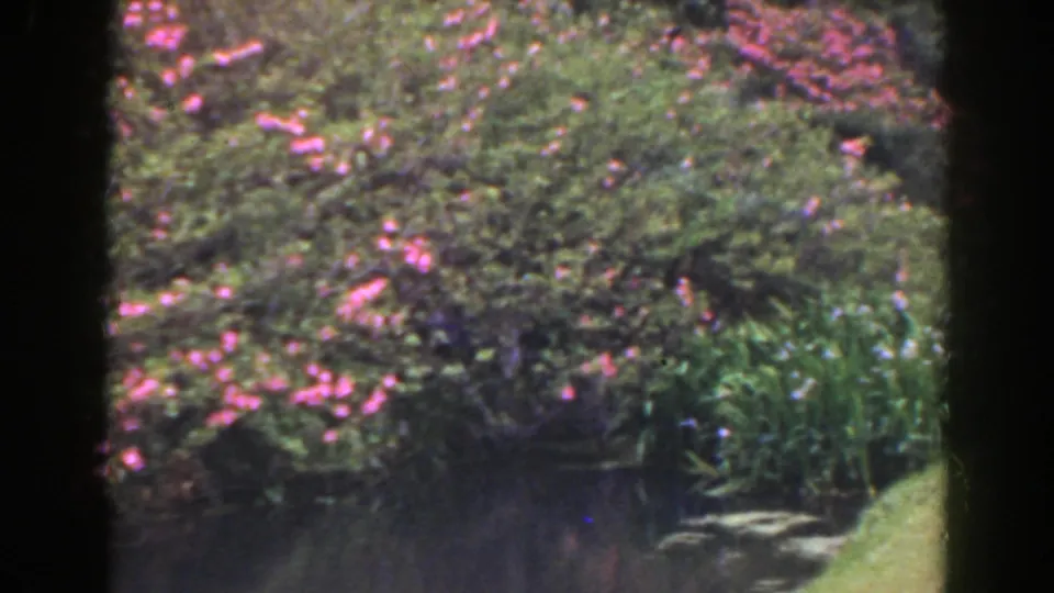 1941 Florida 8mm frame showing pink blossoms, dense green planting, and a partial garden path in soft color.