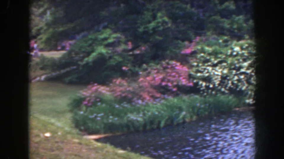 1941 Florida 8mm frame showing a landscaped pond edge with reeds, lawn, pink shrubs, and pale flowering plants.