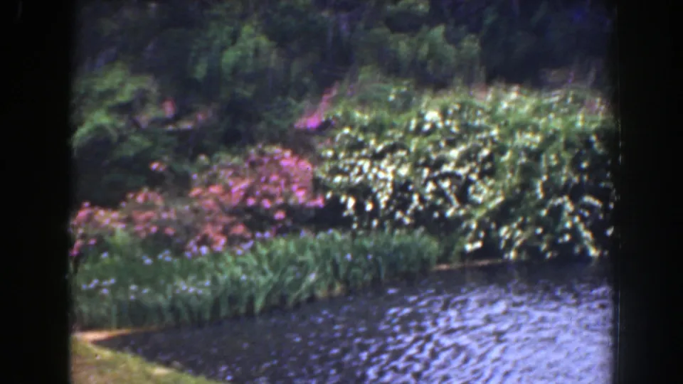 1941 Florida garden pond scene with rippling water, reed beds, pink flowering shrubs, and dense shaded foliage.