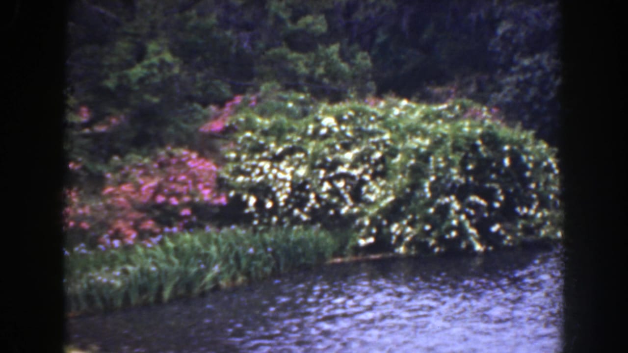 Rippling water beside flowering shrubs and dense green foliage.