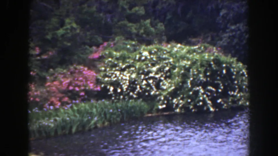 1941 Florida 8mm frame showing rippling water, pale flowering shrubs, and shaded green trees.