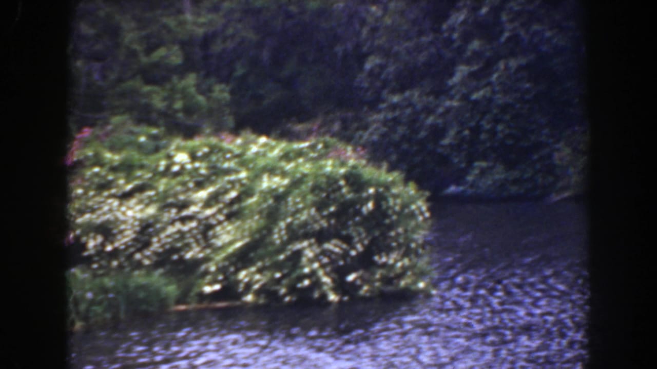 Waterside shrubs and trees framed by dark film borders.