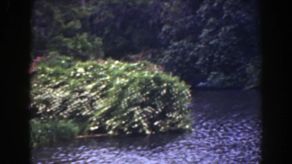 1941 Florida home-movie frame with water, low flowering shrubs, and dense shaded trees.