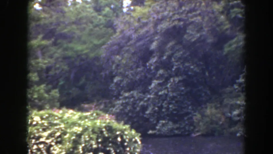 1941 Florida home-movie frame showing shaded foliage, pale blooms, and calm rippling water.