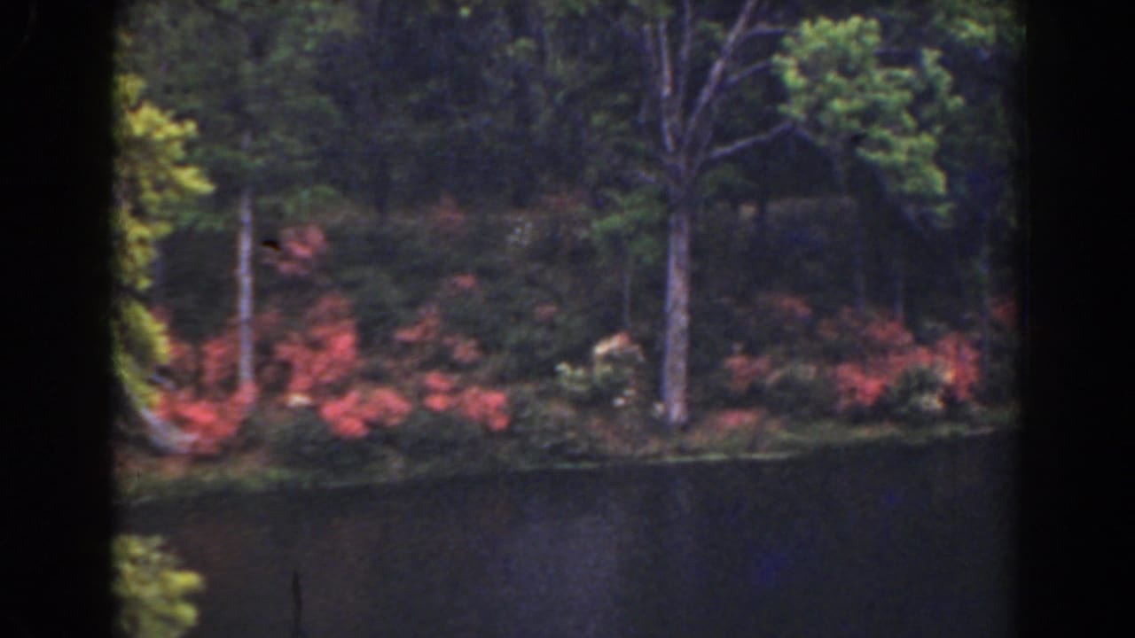 Quiet pond with trees and red flowering shrubs along the far bank.