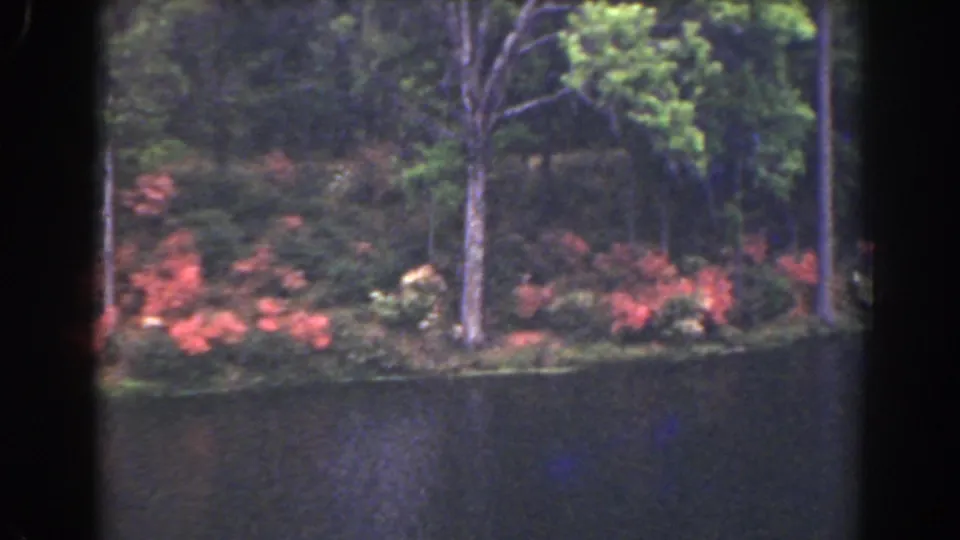 1941 Florida 8mm frame focused on red flowering shrubs beside a still pond and wooded bank.