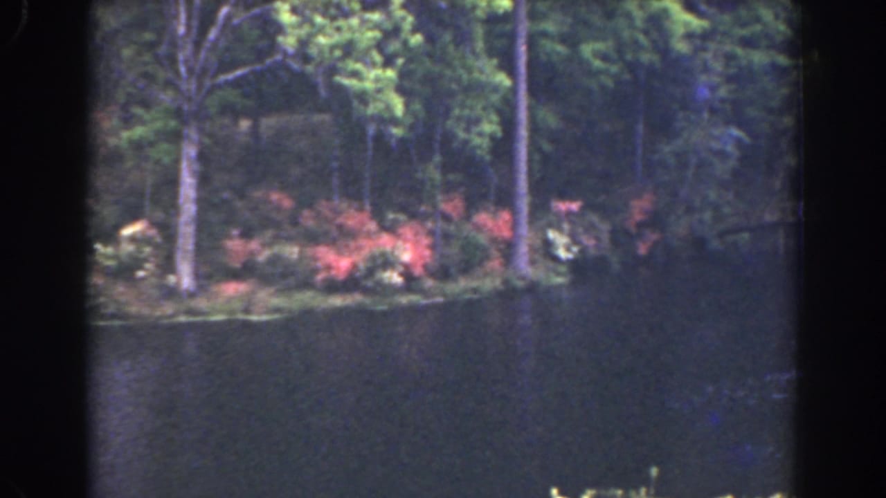 Lakeside trees and flowering shrubs across dark water.