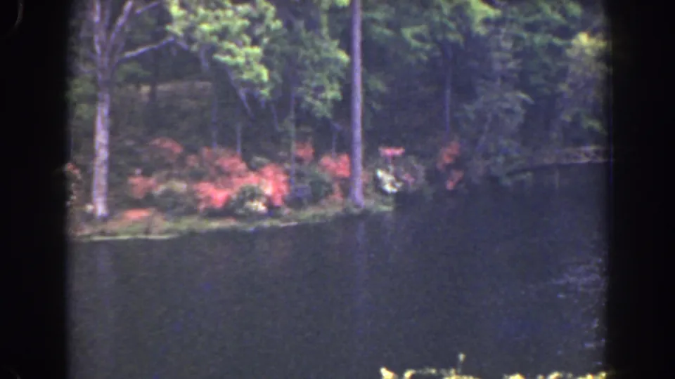 Soft 8mm view of a Florida lakeshore in 1941, with red flowering bushes, tree trunks, and dark water filling the foreground.