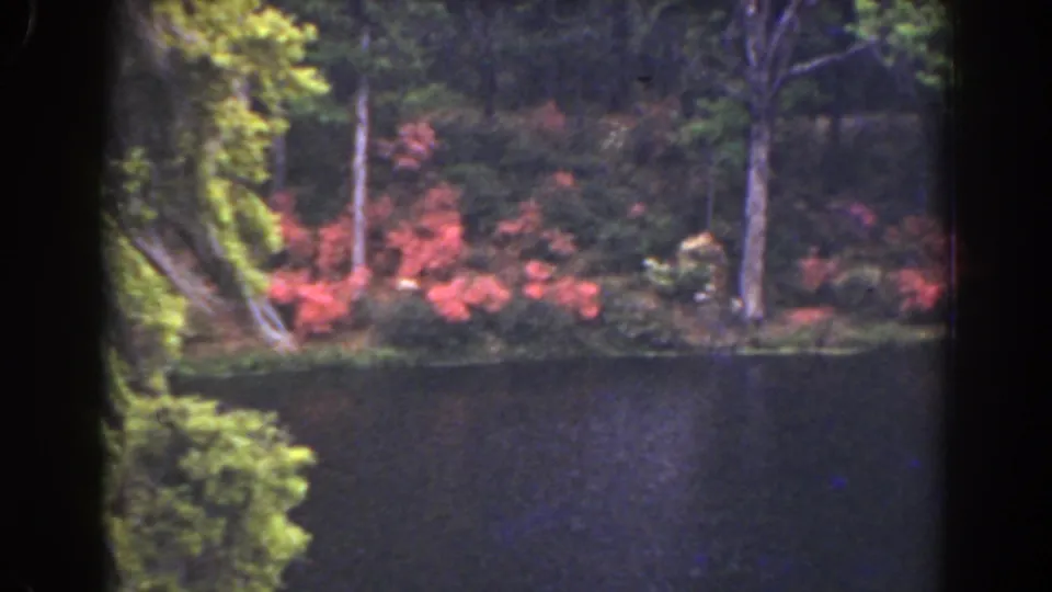 1941 Florida home-movie frame showing a quiet riverbank with red flowering shrubs, tall trees, and dark reflective water.