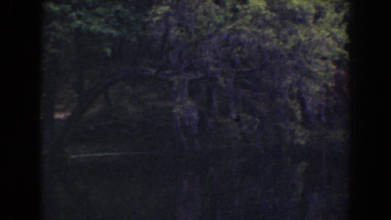 Dark wooded lakeside area with dense trees and water in shadow.