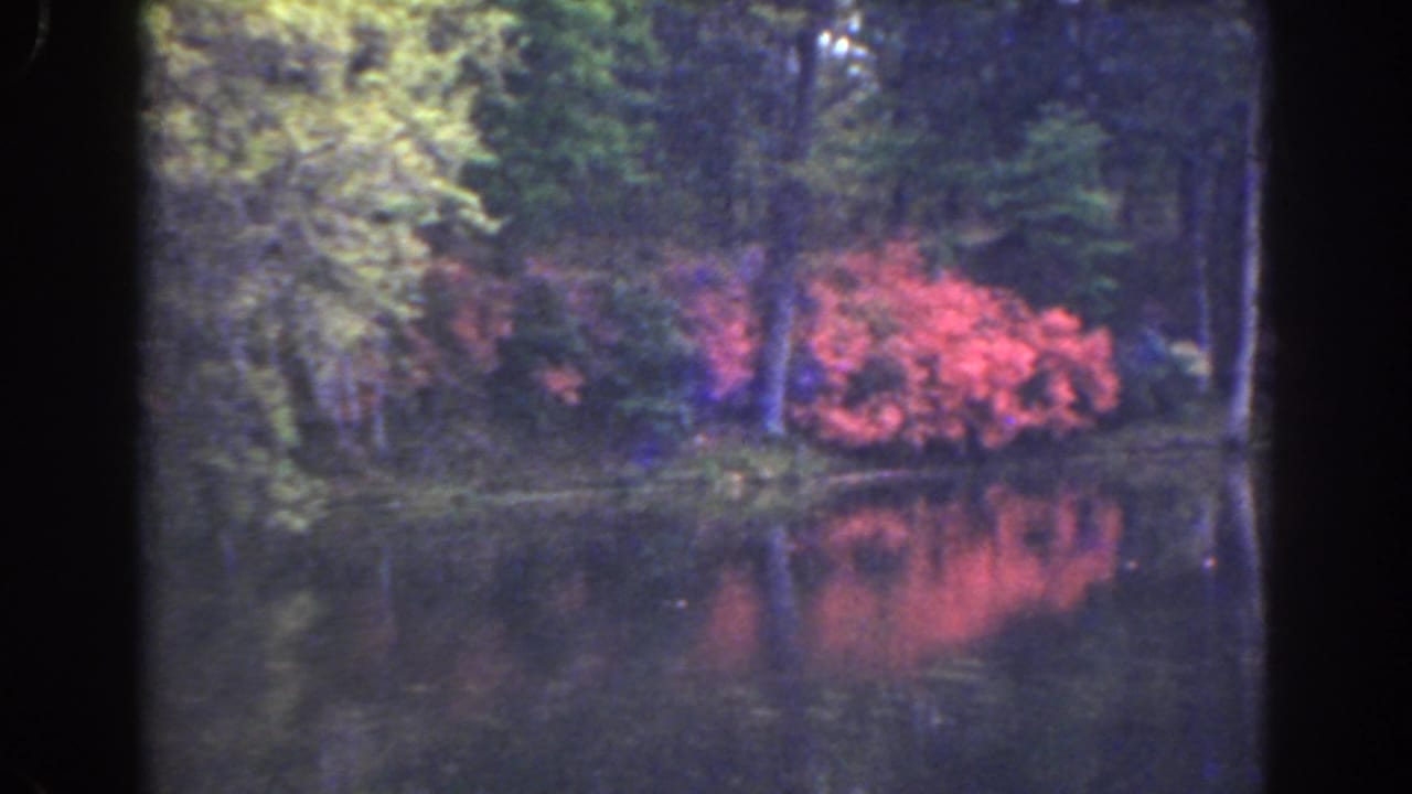 Wooded pond edge with red flowers reflected in calm water.