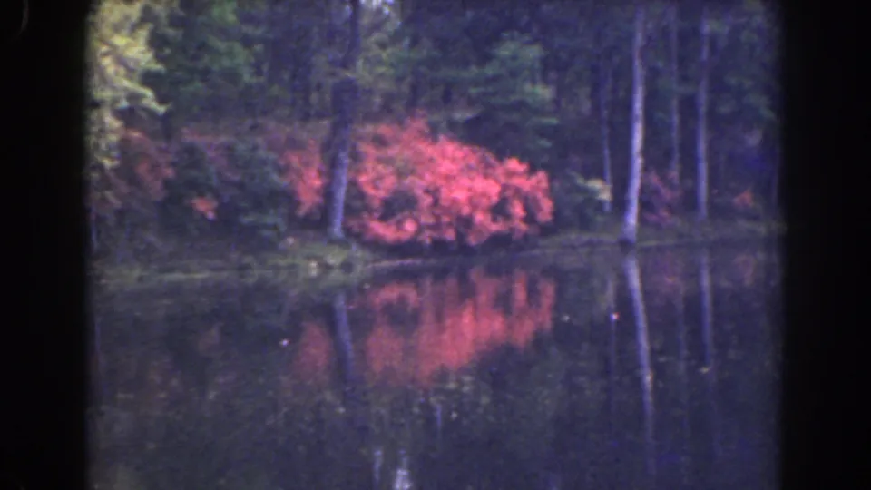 8mm home-movie view of red flowering shrubs at a pond margin, framed by trees and soft water reflections.