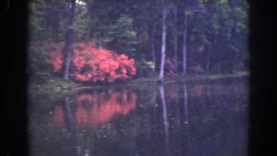Florida home-movie frame showing a red flowering bush near slender trees, with its color reflected in the pond.