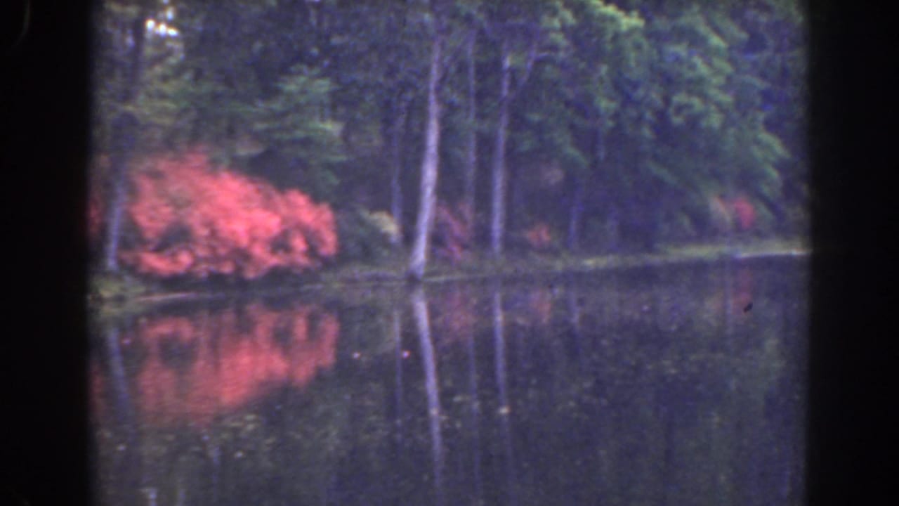 Still pond reflecting trees beside red flowering shrubs on a wooded shoreline.