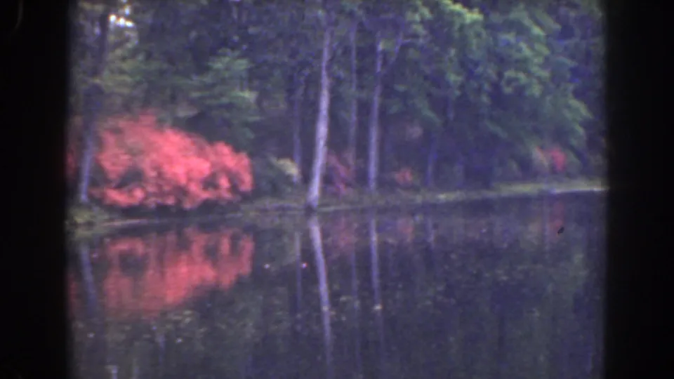 1941 Florida 8mm frame showing a quiet pond, reflected tree trunks, dense greenery, and red flowers along the far bank.