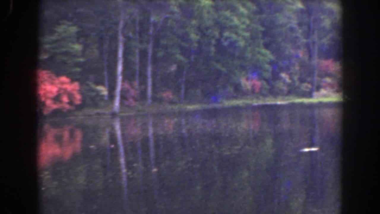 Pond surface with reflected trees and red flowers along the far shoreline.