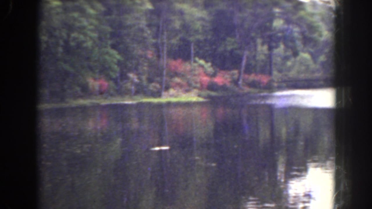 Wide pond view with wooded banks and pink flowers in the distance.