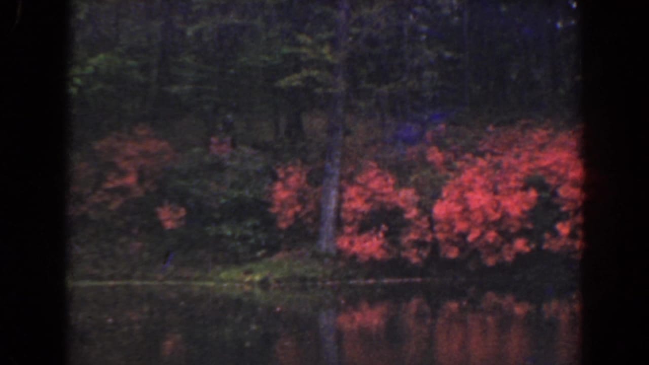 Pink flowering bushes beside a pond under dense trees.