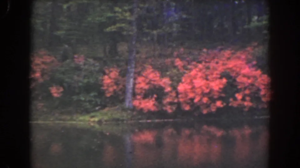1941 Florida 8mm frame showing clustered pink flowering shrubs, a slender tree, and reflections on pond water.