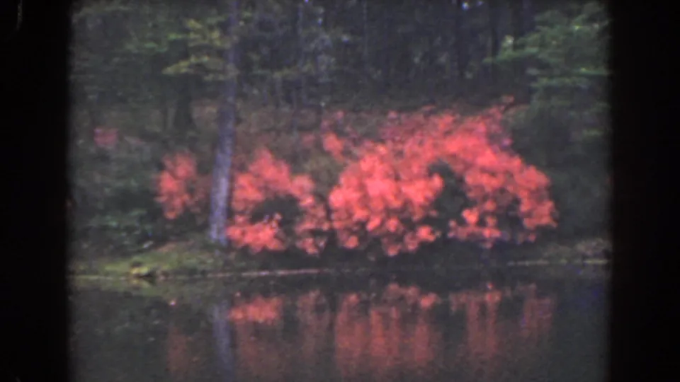 1941 Florida 8mm frame with bright pink flowers, a tree trunk, shaded foliage, and rippled pond reflections.