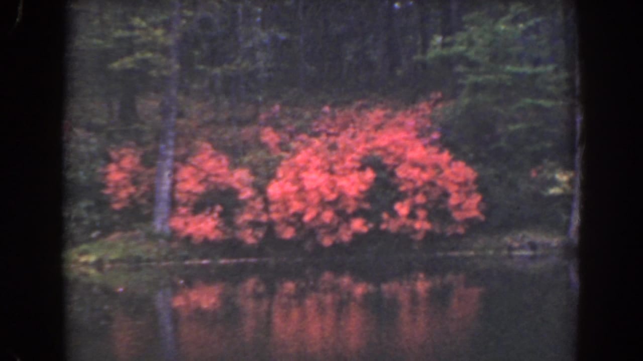 Red flowering bushes beside a still lake with dark woods behind.