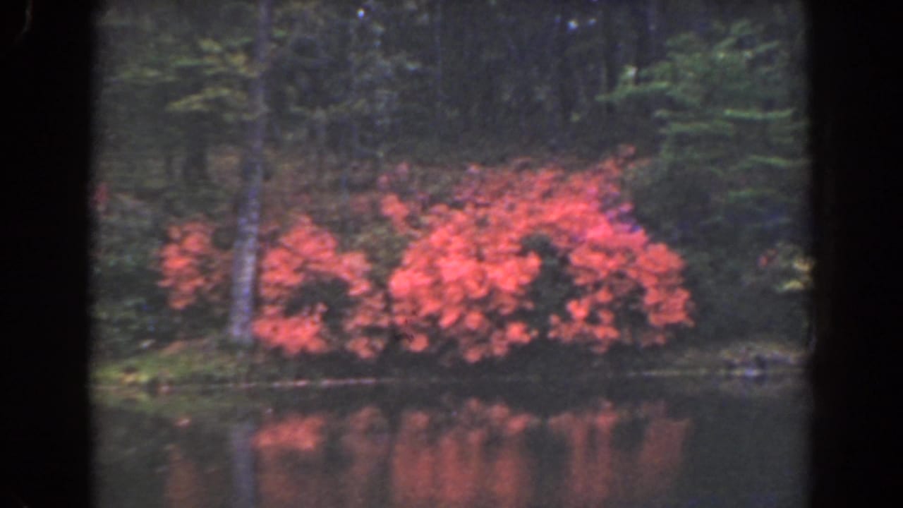 Red bushes and their reflection across calm water, framed by woods.