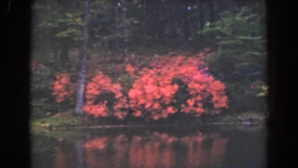 1941 Florida lakeside view on 8mm film, showing red blooming shrubs mirrored in the water before a dark wooded bank.