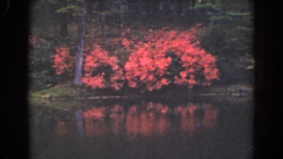 Soft 8mm frame from 1941 Florida showing red shrubs beside a lake, with trees behind and muted reflections in the foreground water.