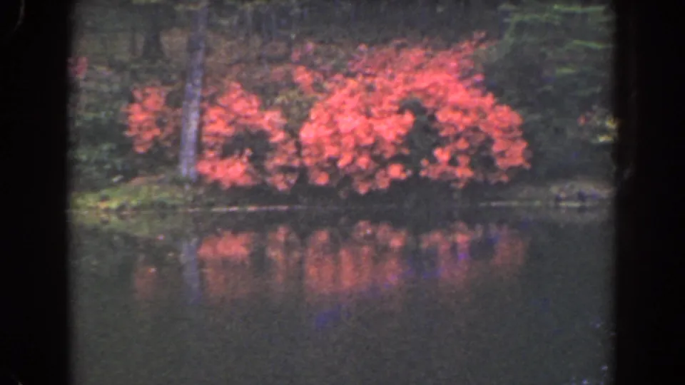 1941 Florida home-movie frame of red flowering bushes along still water, backed by trees and bordered by visible film edges.