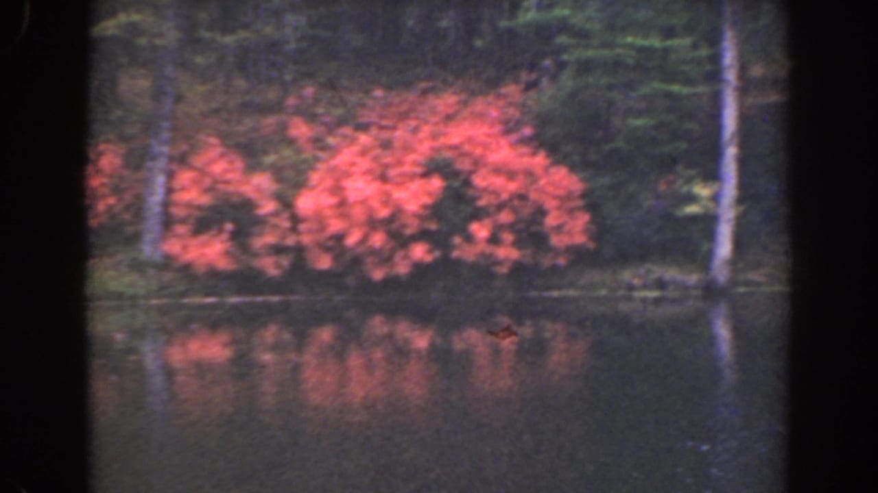 1941 Florida 8mm frame showing orange flowering shrubs along a wooded lakeshore with soft reflections on still water.