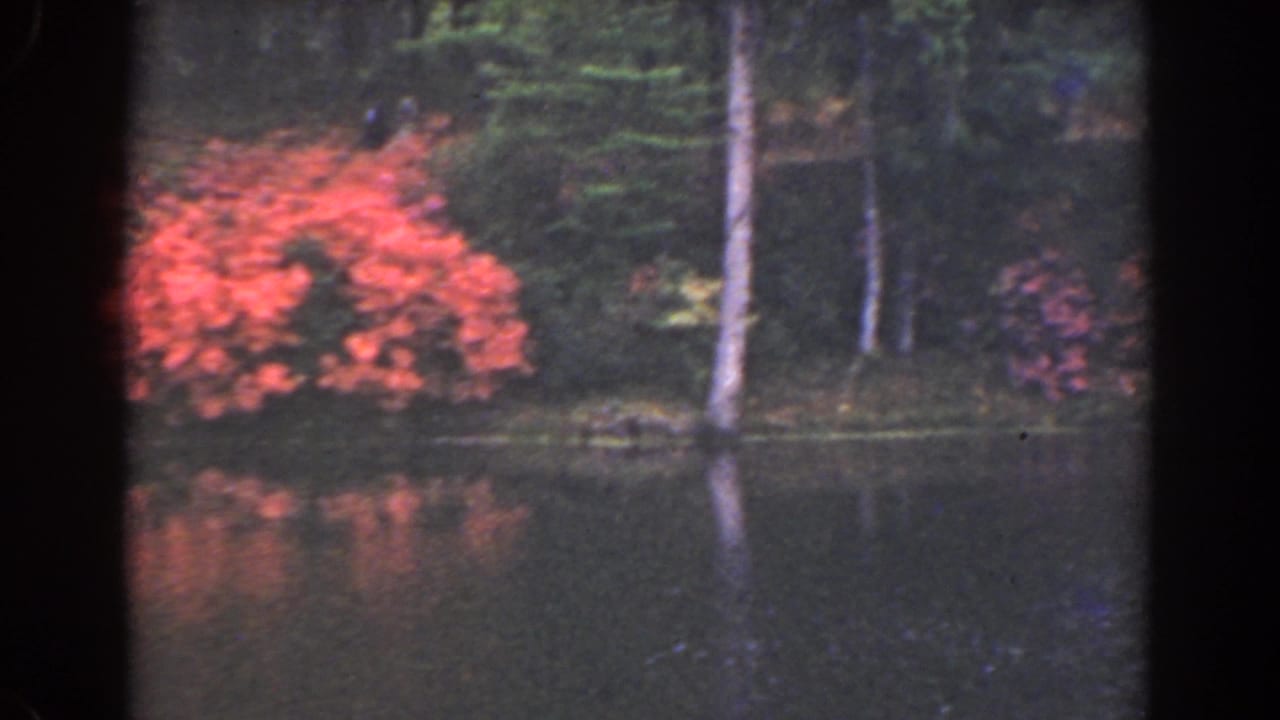 Pink-orange flowers and pale tree trunks along a wooded lake edge.