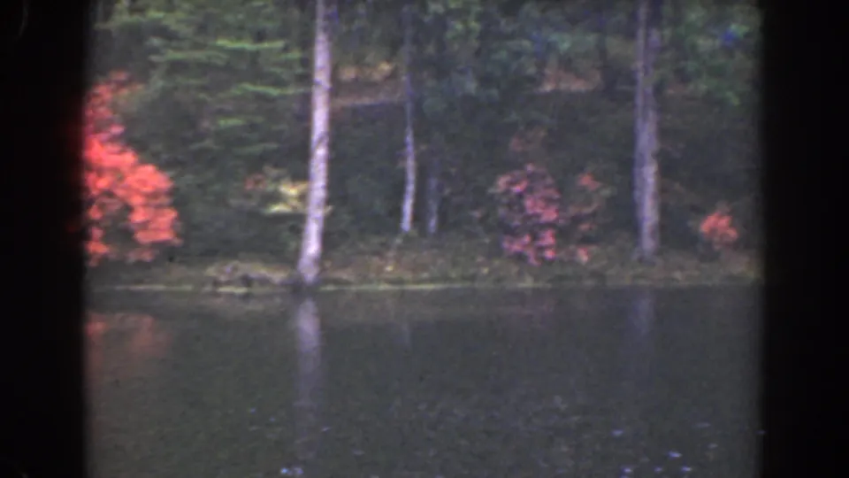 1941 Florida 8mm frame of a wooded lakeshore with flowering shrubs, slender pale trunks, and muted reflections on calm water.